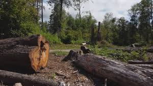 Trusted Butler, WI Tree Care Experts