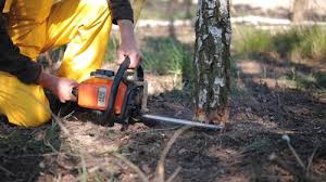 Best Tree Trimming and Pruning  in Butler, WI