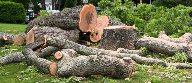 Best Arborist Consultation Services  in Butler, WI